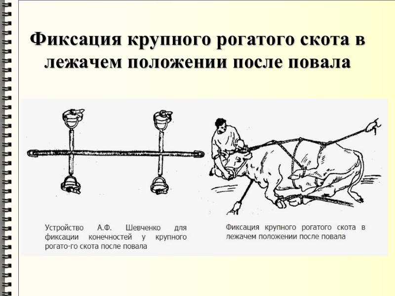 Фиксация крупного рогатого скота в лежачем положении после повала